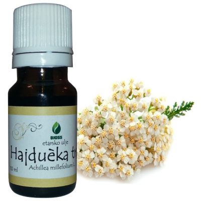 Etarsko ulje hajducka trava Achillea millefolium