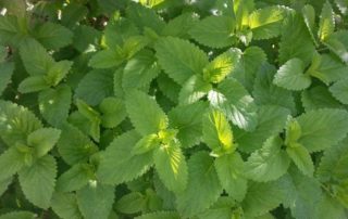 essential oil, etarsko ulje, Mellisa officinalis lemon balm maticnjak